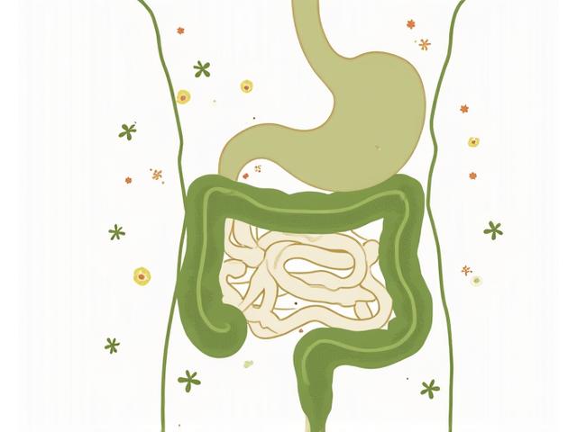 Ilustración detallada y clara del sistema digestivo humano con énfasis en el intestino, rodeado de representaciones de bacterias beneficiosas y nutrientes absorbidos, en un estilo limpio y científico.